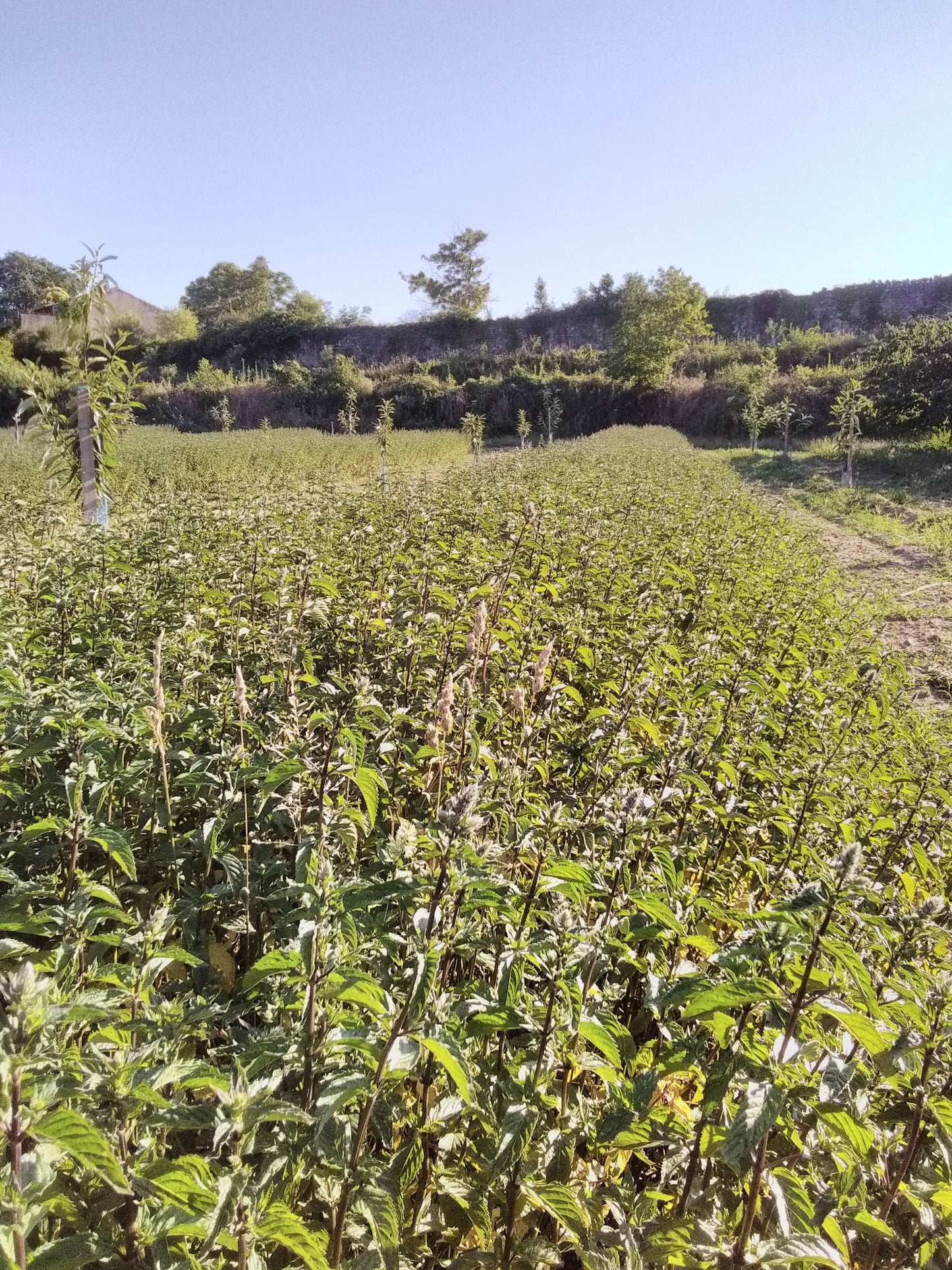 Hydrolat de menthe poivrée bio