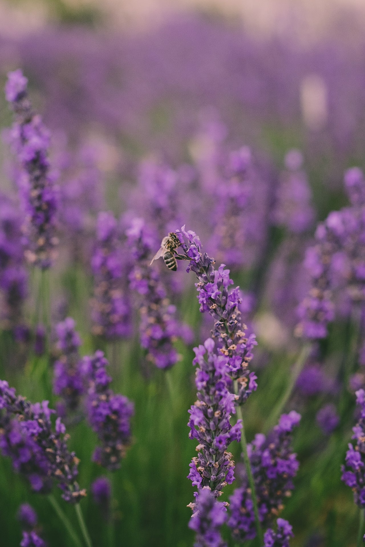 Huile essentielle lavande officinale bio