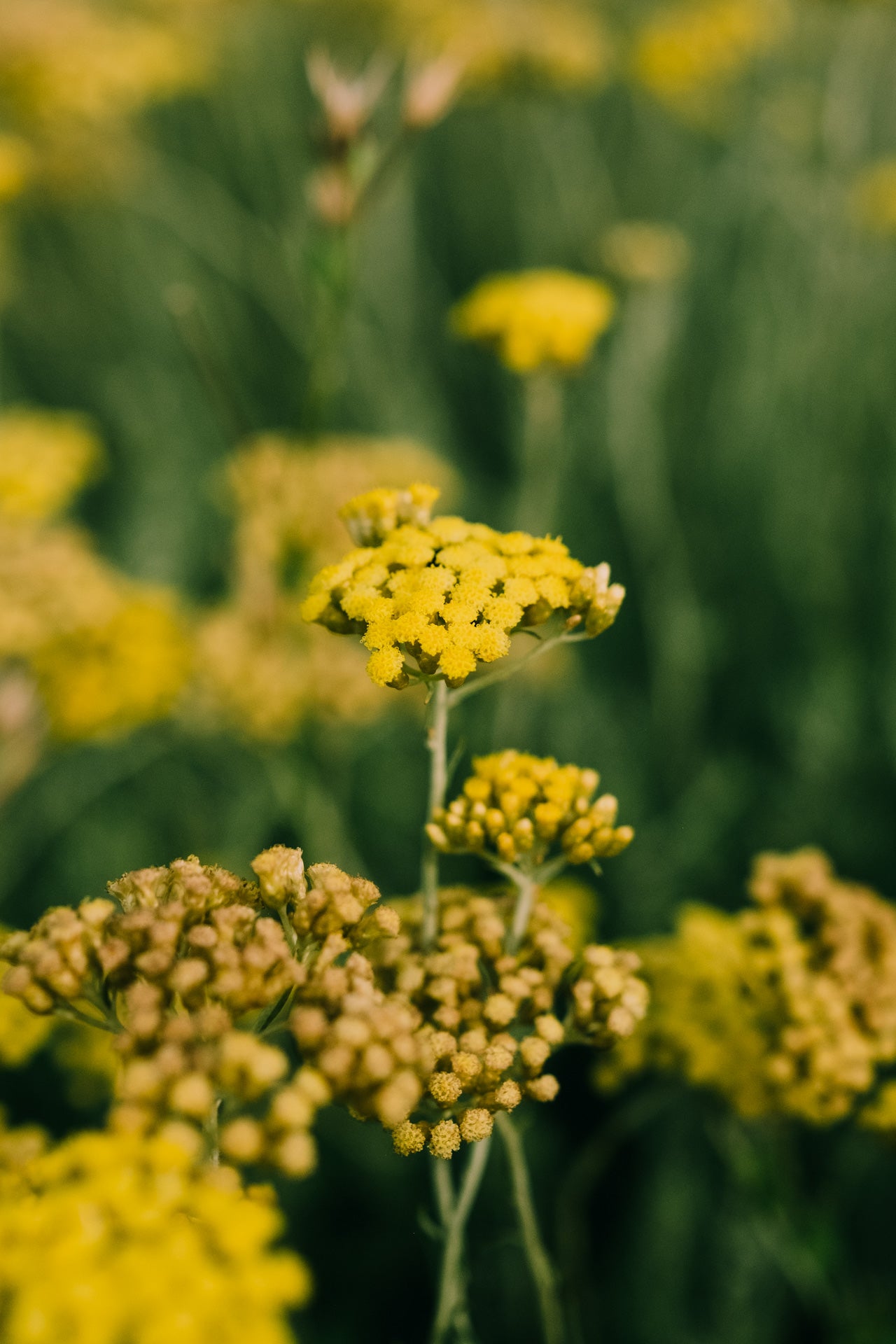 Huile essentielle hélichryse (immortelle) bio