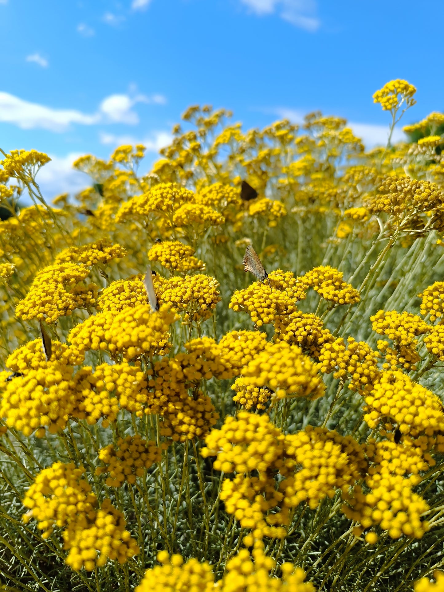 hydrolat d'immortelle