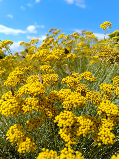 hydrolat d'immortelle