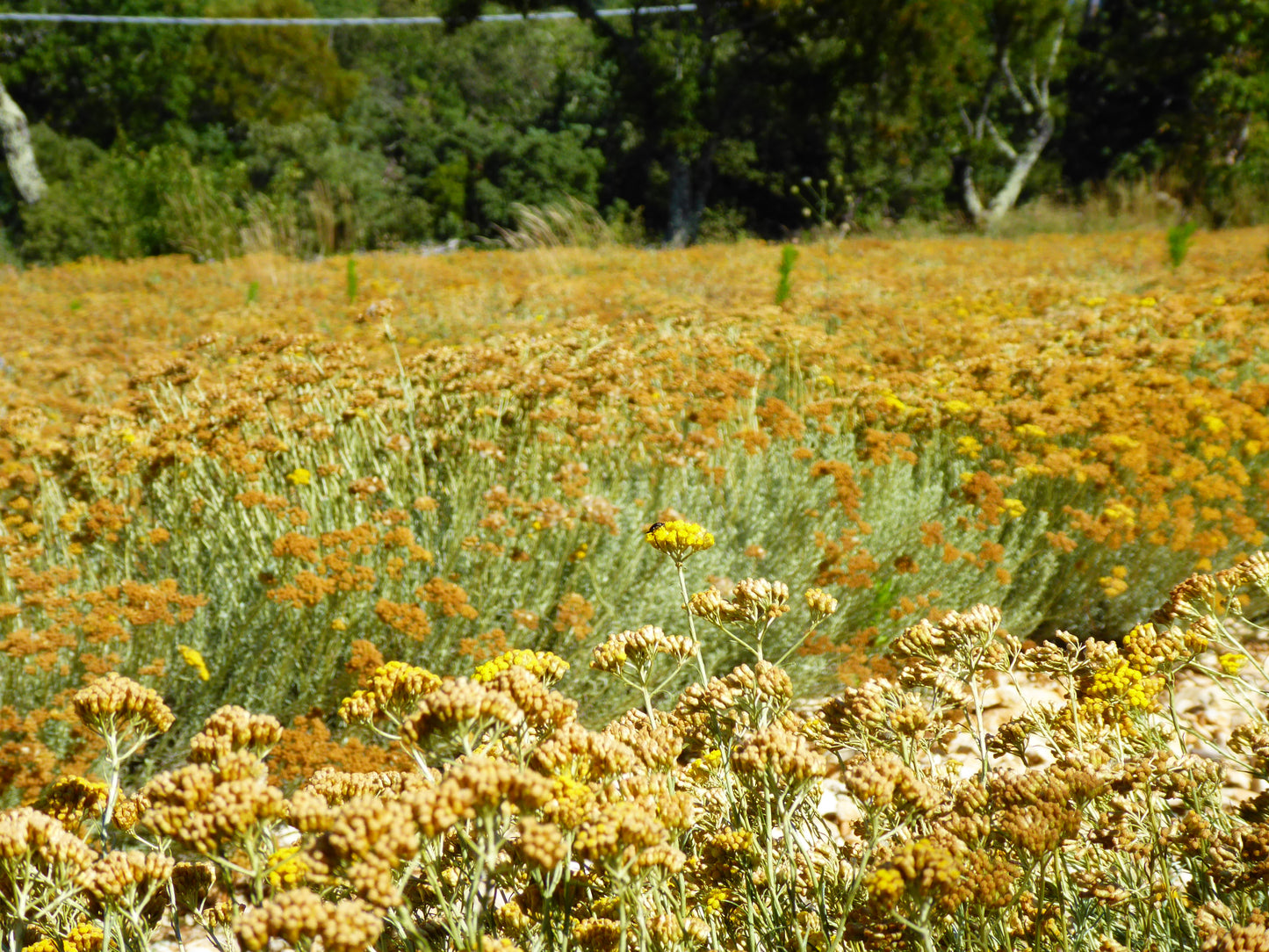 hydrolat d'immortelle